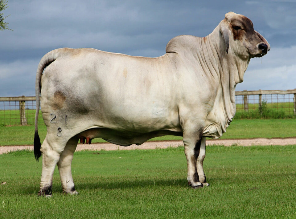 miss v8 21/8 boom shaka laka