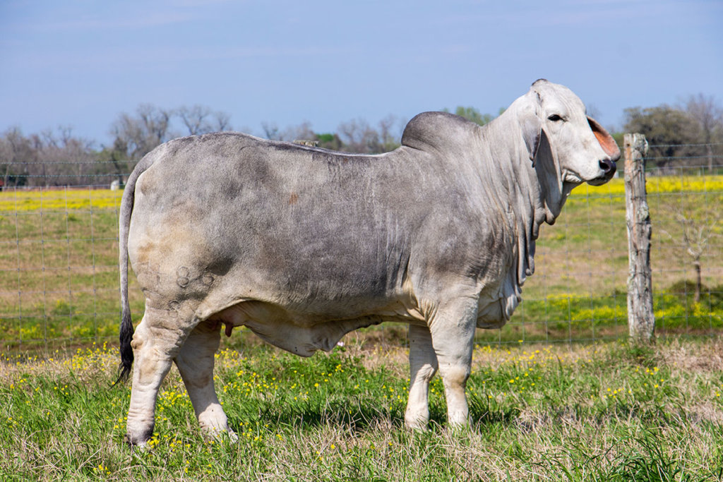 miss v8 486/8 sweetie brahman cow