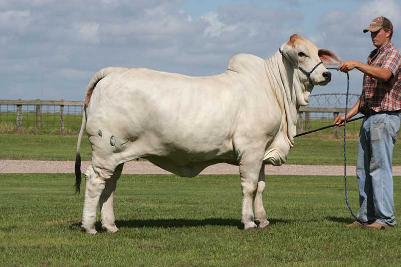 miss v8 902/7 brahman cow