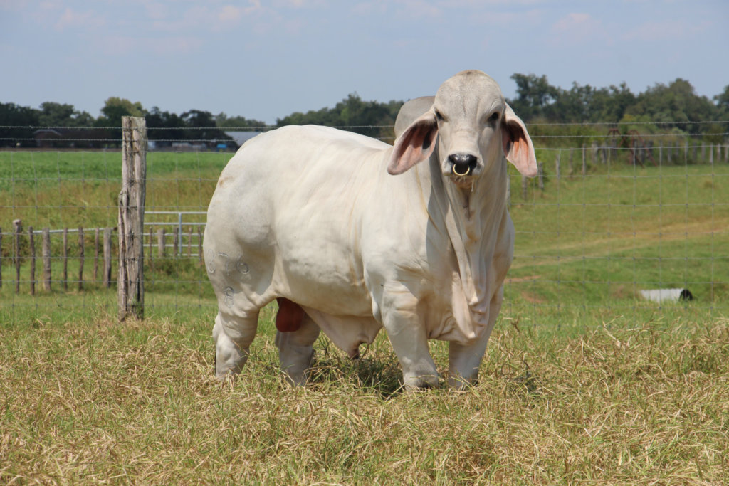 dutton brahman bull