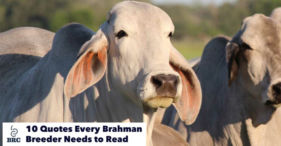 Brahman quotes