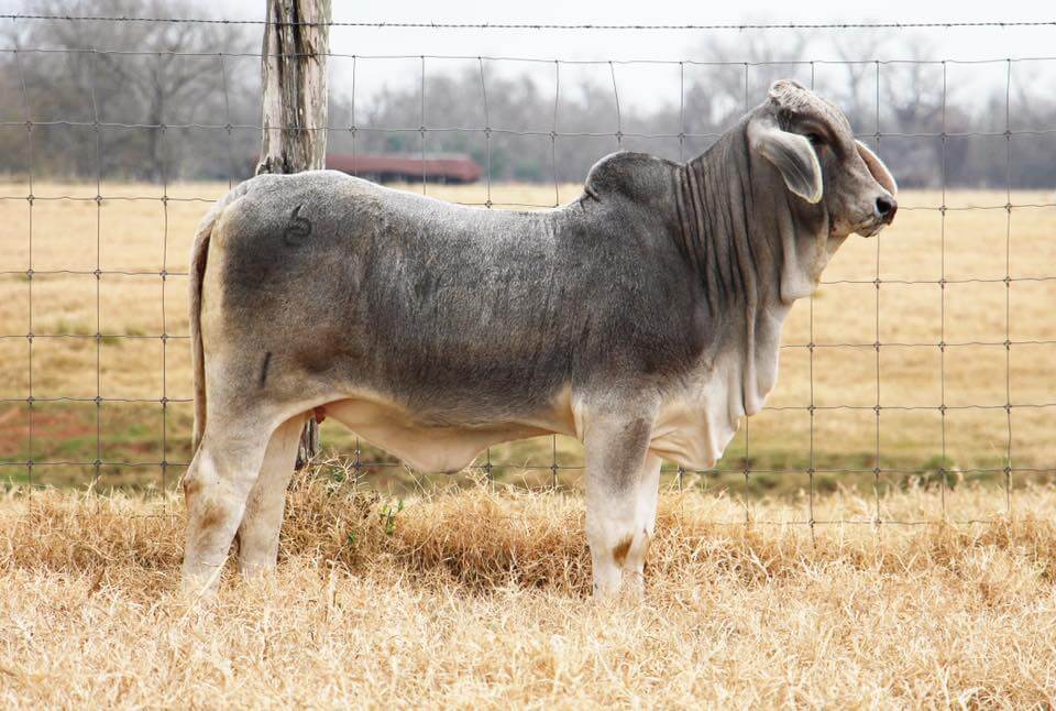 brahman heifer for sale