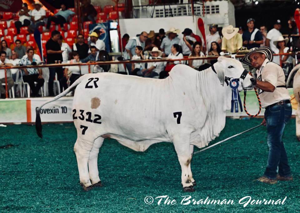 brahman daughter of br cutrer