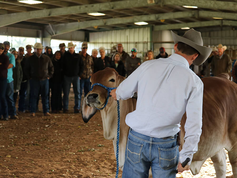 brahman show heifer