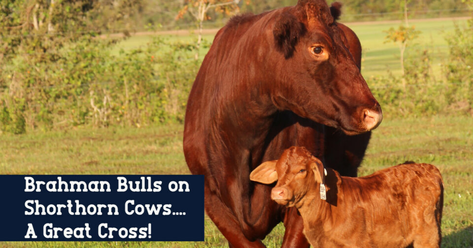 Brahman X Shorthorn