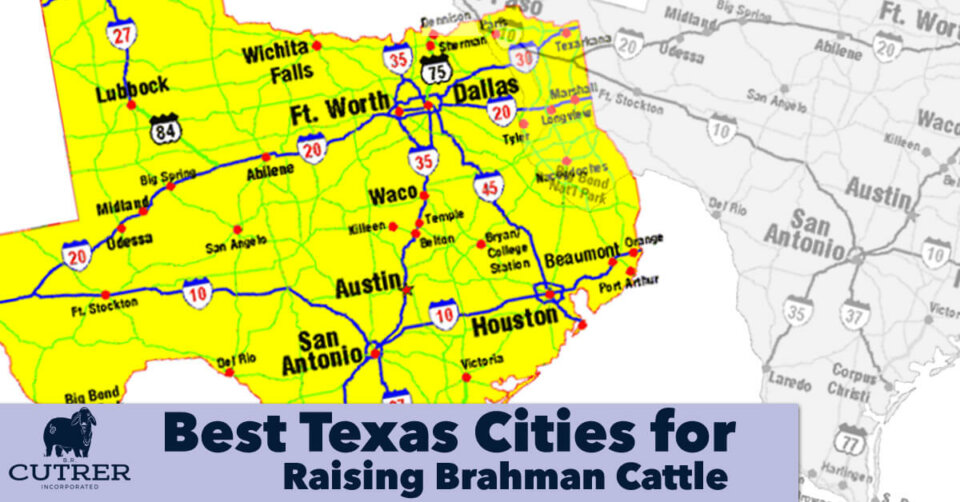 best cities for brahman cattle