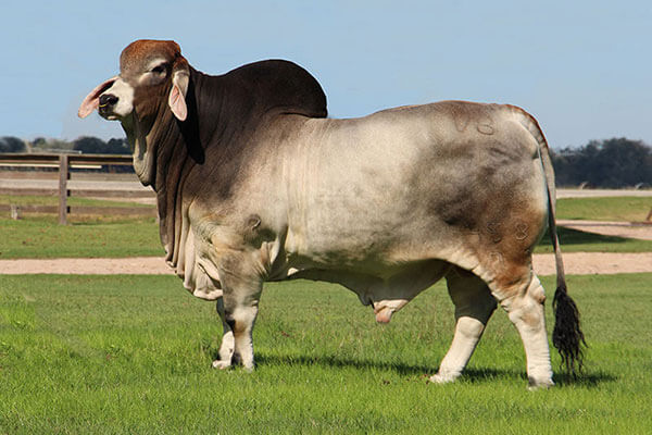 mr v8 458/7 noble