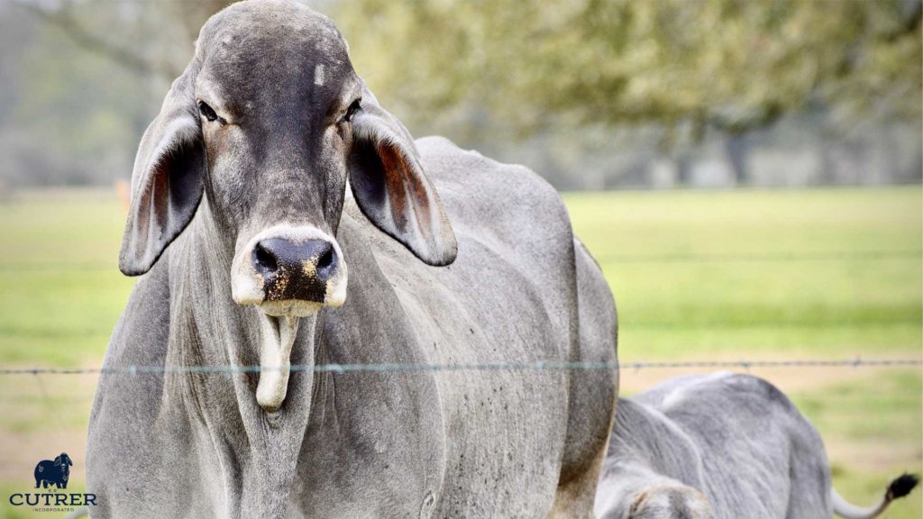 Brahman Cow