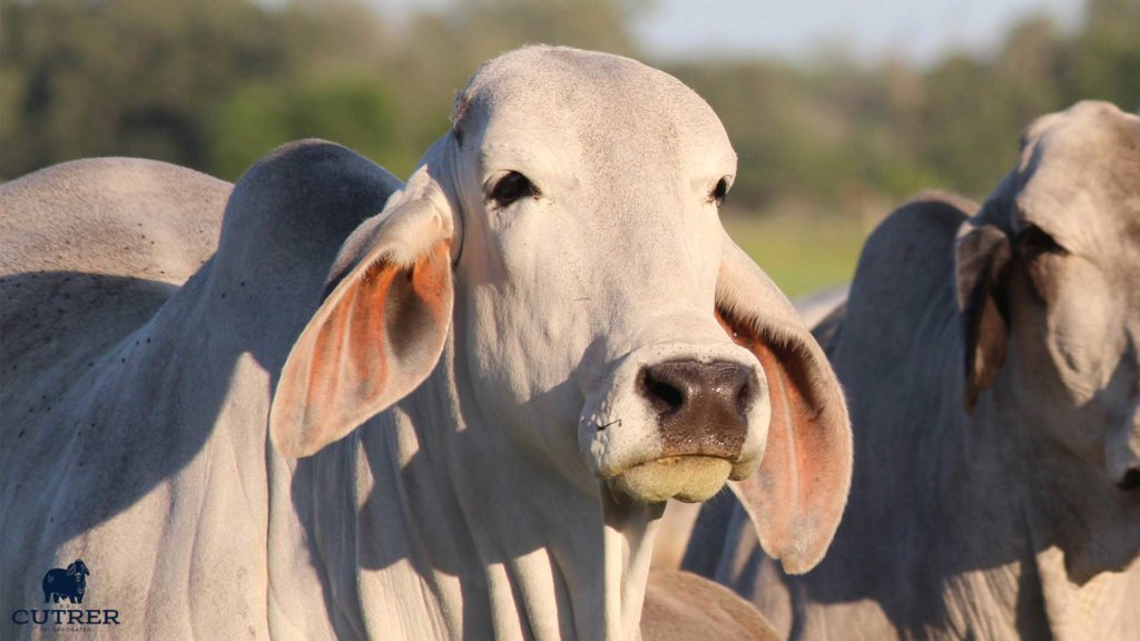 Brahman Cow Photo