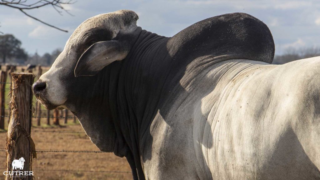 Brahman Bull Background