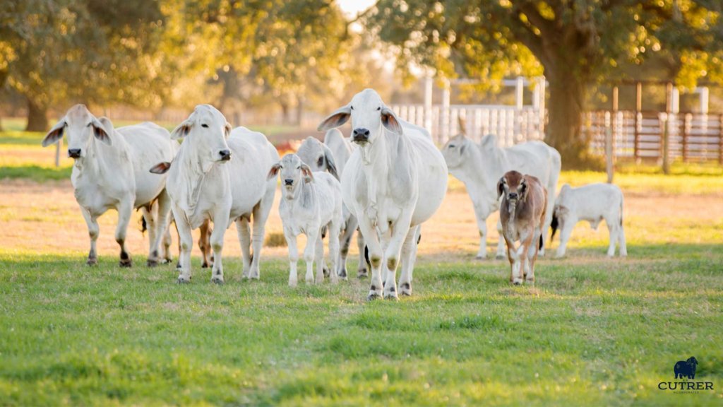 Brahman Cows Background