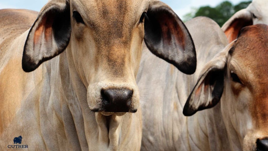 Brahman Heifers Background