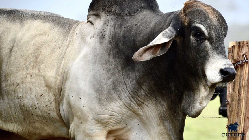 Noble Brahman Bull