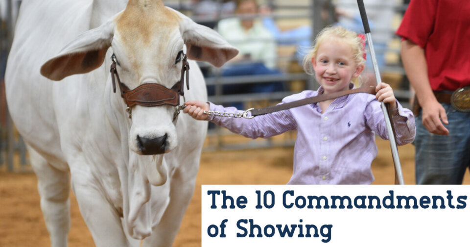 10 commandments of showing cattle