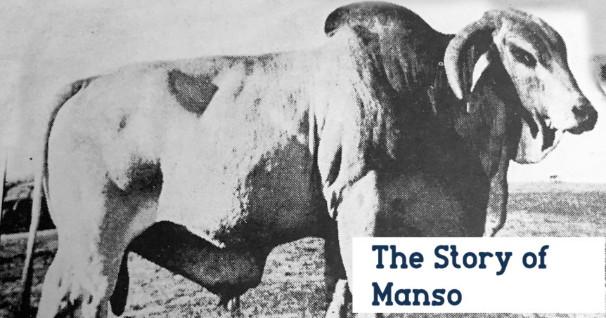 the story of manso