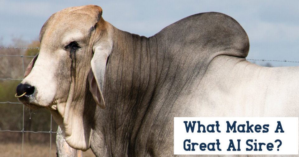 what makes a great AI sire
