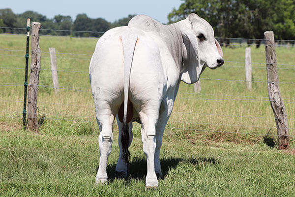 Brahman bull butt