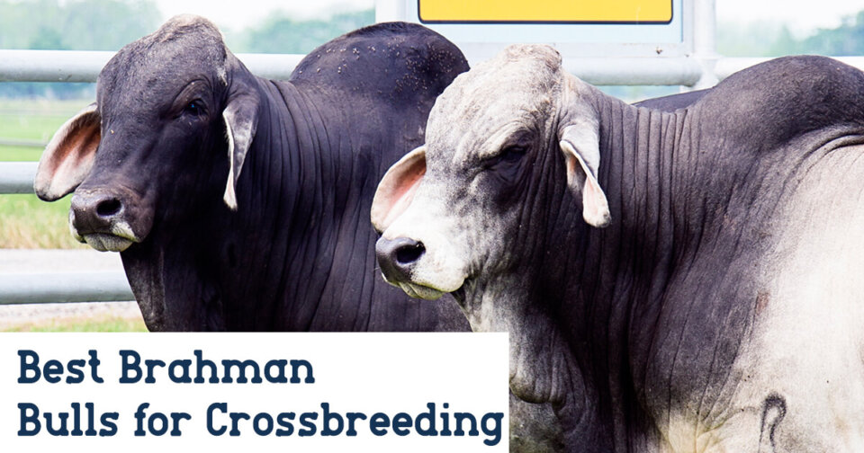 brahman bulls for crossbreeding