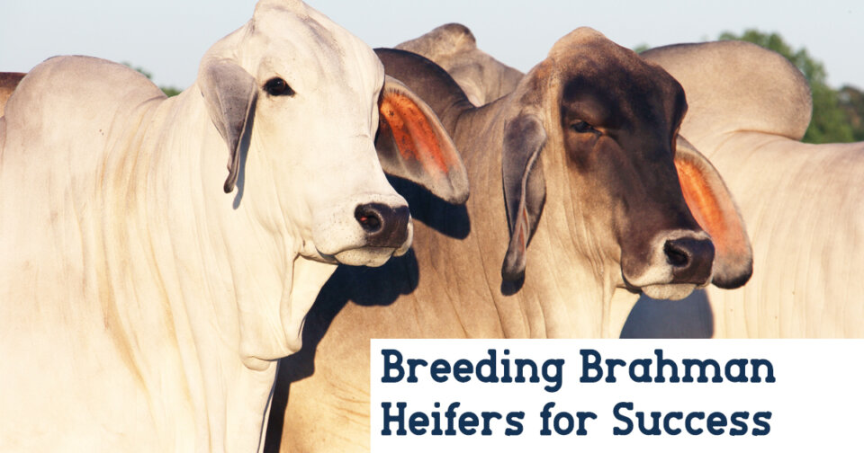 breeding brahman heifers