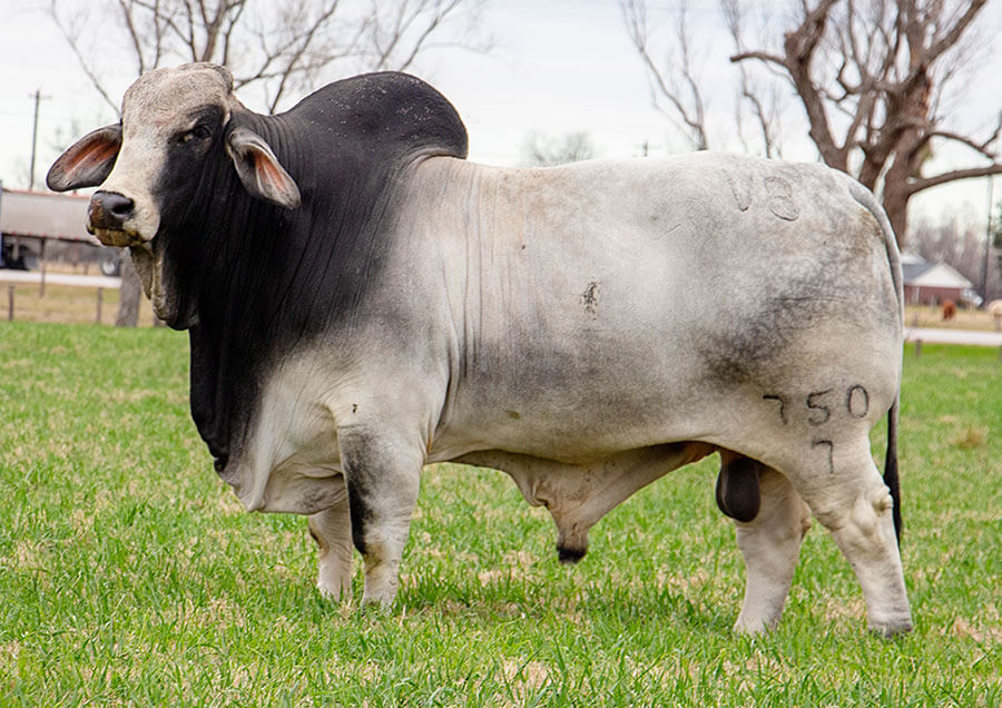 Mr. V8 750/7 Brahman Bull
