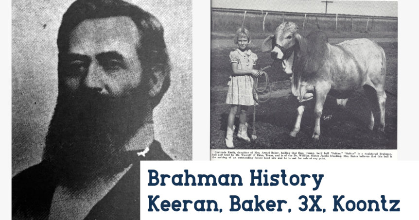 Brahman History - 3X Ranch