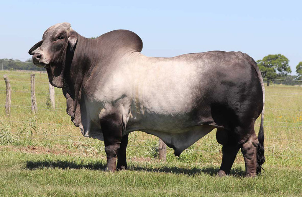 captain brahman bull