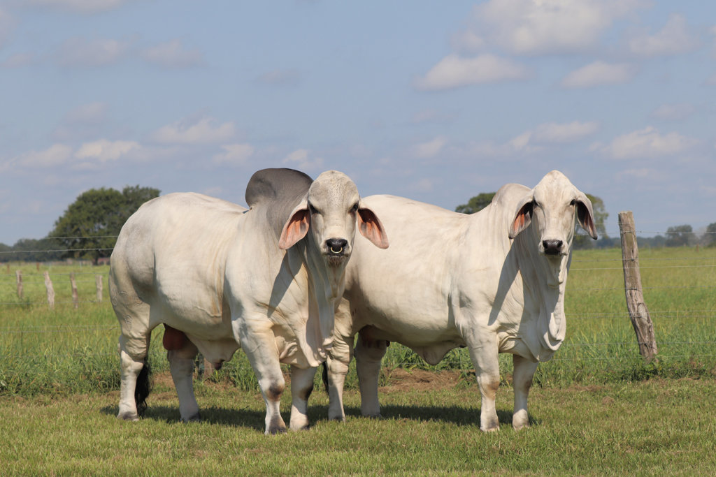 brahman bull and cow