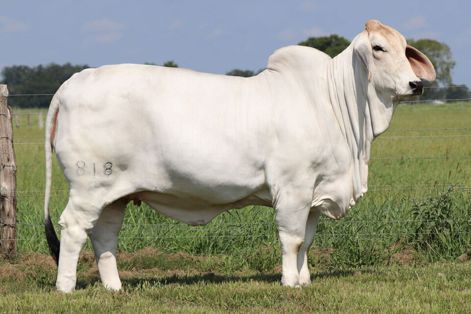 miss v8 818 queen dawn