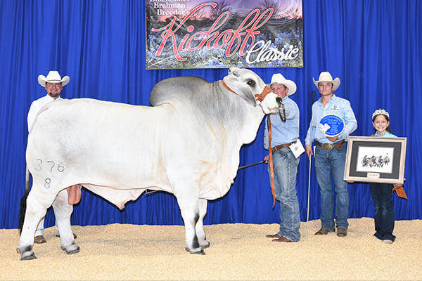 brc dutton champion brahman bull
