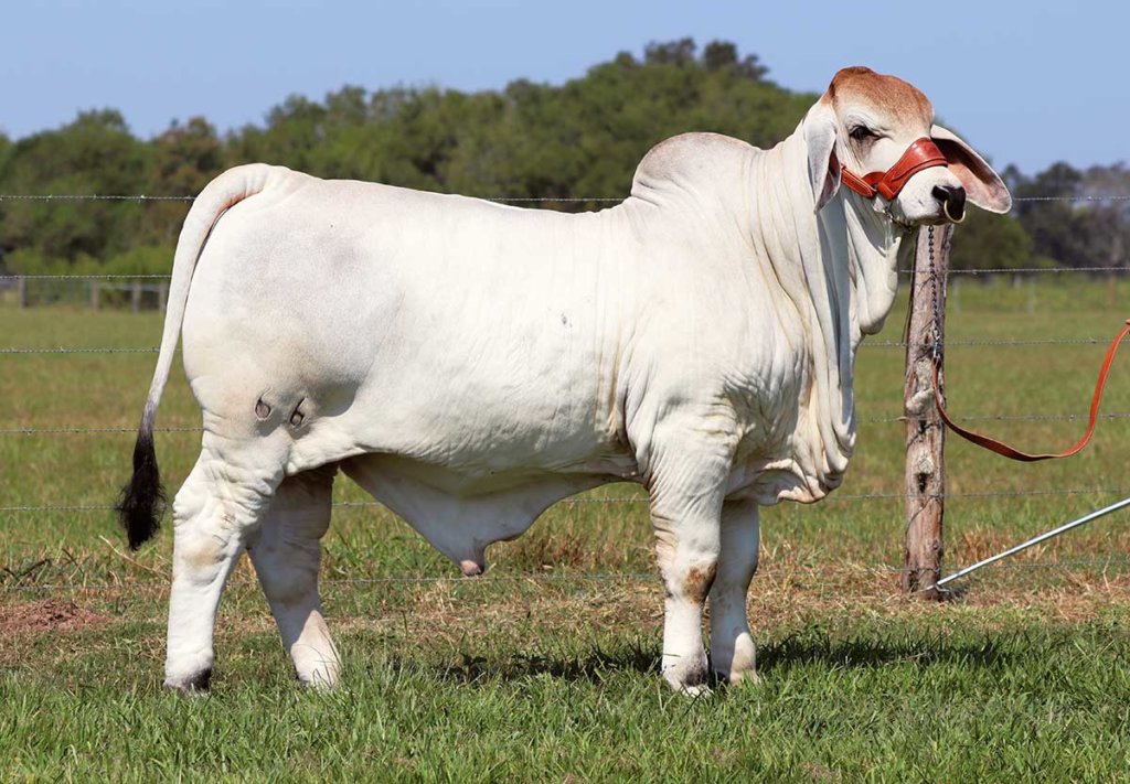 BRC Copperhead 66 Brahman Bull