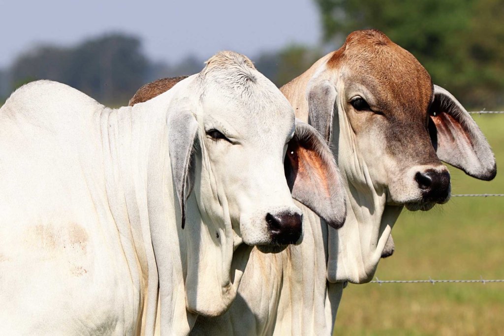 Brahman Heifers