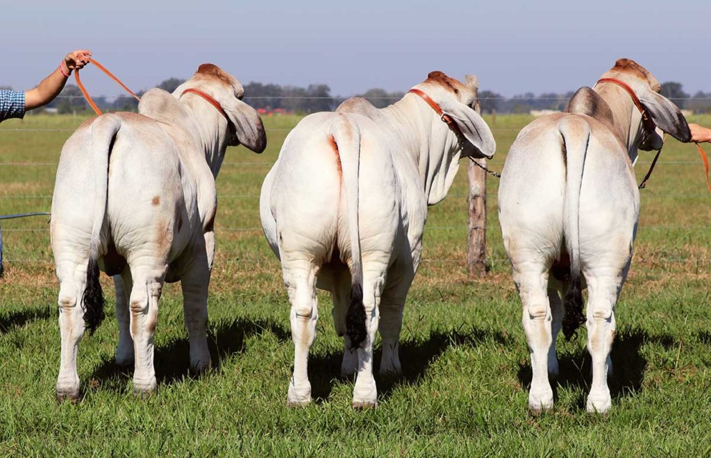 Brahman Bull Butts