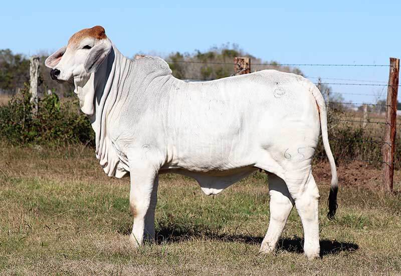 Brahman Heifer for Sale