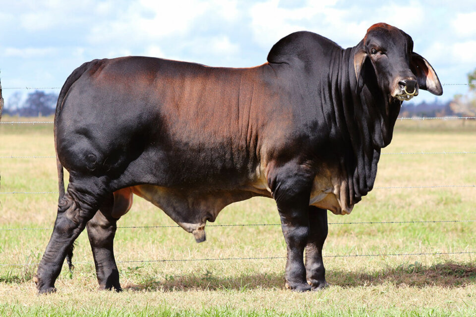 BRC El Tejano Republic of Texas 36
