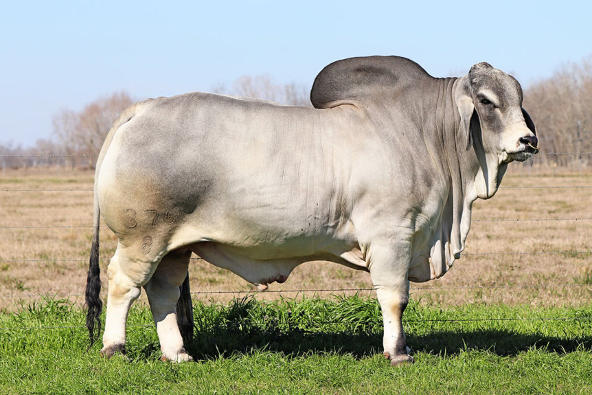 BRC Dutton 376/8
