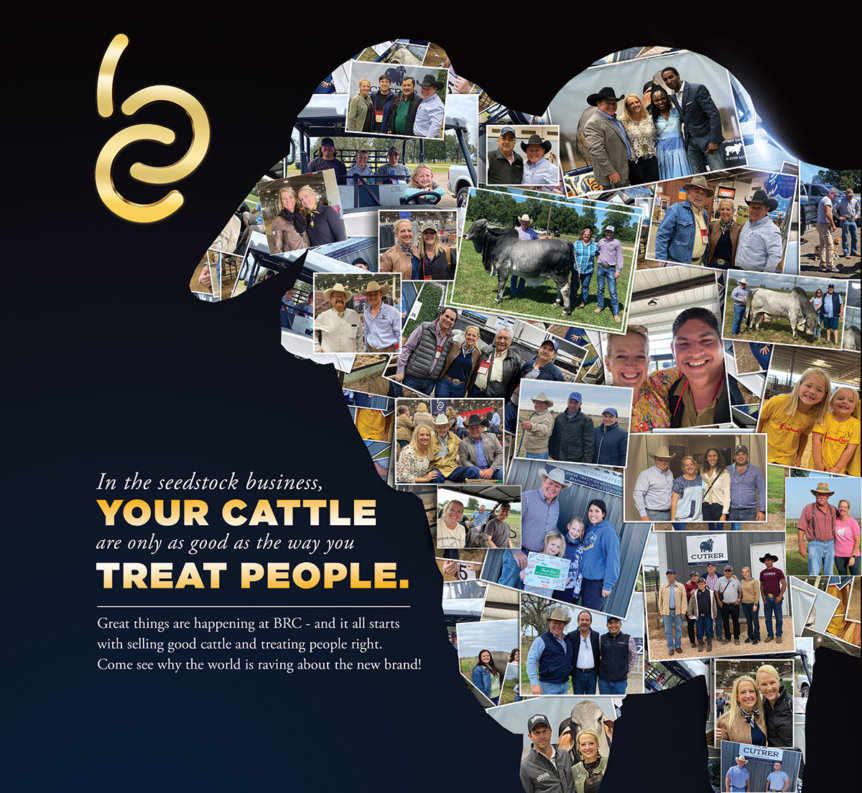 BRC Brahman Collage
