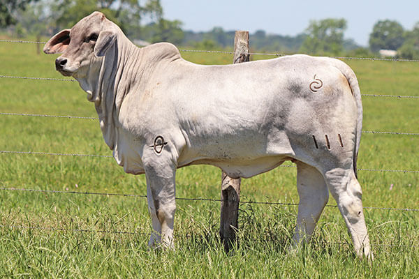 BRC Hot Blue Blaze 111