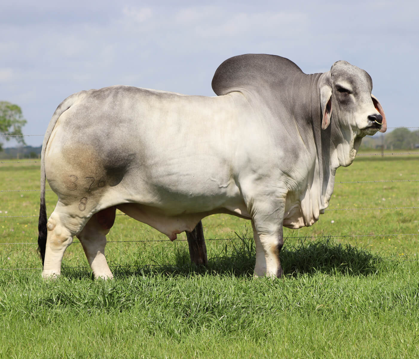 Brahman Cattle Features BRC Ranch Brahman Cattle Features BRC Ranch
