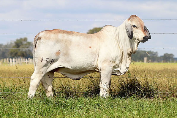 BRC Ella Bella Boom 159