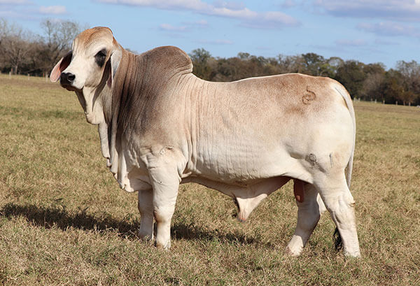 BRC Stockman 91