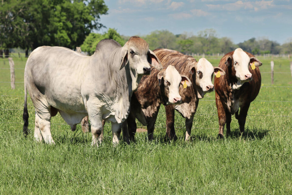 Brahman and Hereford