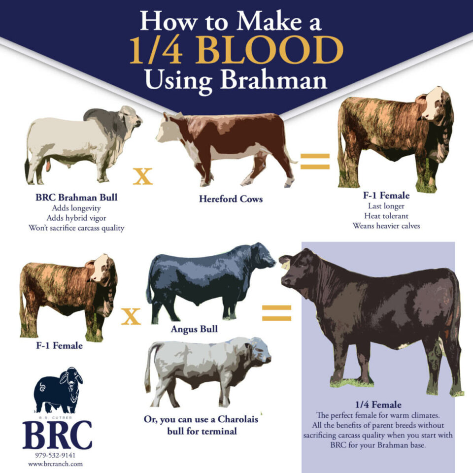 how to make a 1/4 blood brahman
