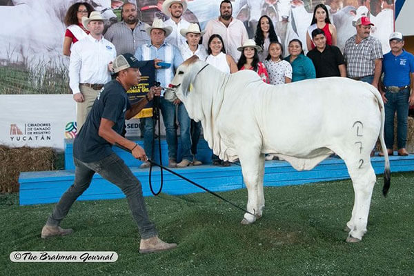 LHCG Miss Santa Lucia 7/2 FIV