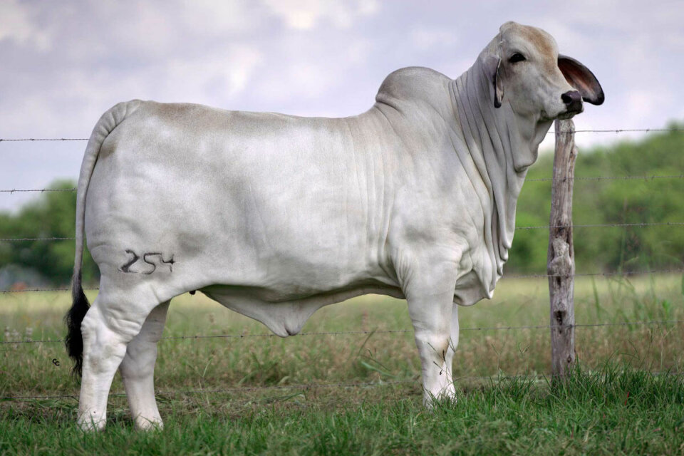 BRC Me Again Margaret 254