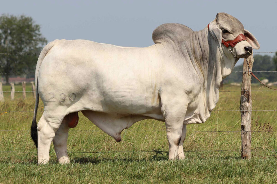 BRC Geronimo's Cadillac 230