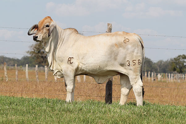BRC Lil Lady Boo 358