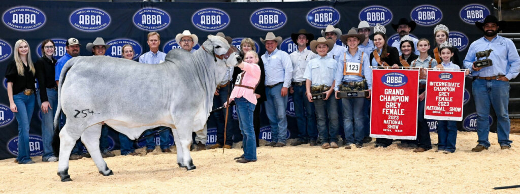 BRC Me Again Margaret 254 - Grand Champion Female, 2023 National Brahman Show