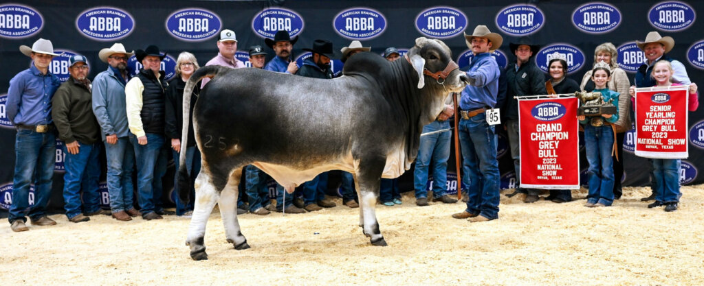 BRC Amos Moses 257 - Grand Champion Bull, 2023 National Brahman Show