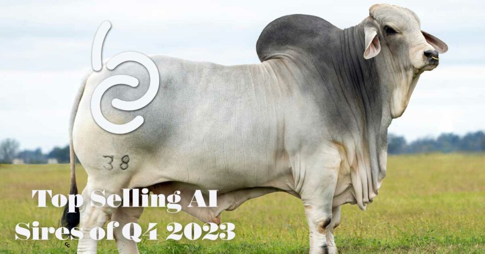 Top Selling AI Sires of Q4 2023