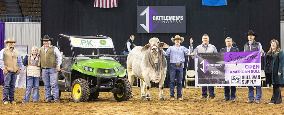 BRC Money Don’t Jiggle 240, Supreme Champion American Bull